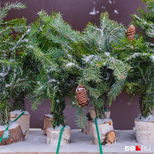 Источник: Тимофей Калмаков / 59.RU