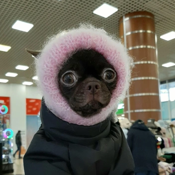 Какая серьезная модница! Ей хозяйка выбрала черную куртку и шапку-зефирку  | Источник: личный архив Елены Матвиенко