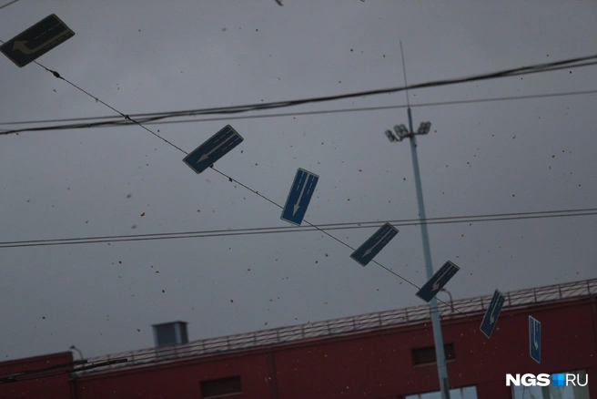 Посмотрите, как сносит листья, а знаки качаются на проводах | Источник: Андрей Бортко / NGS.RU