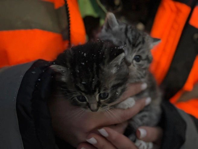 Котят нашли под теплотрассой | Источник: Росводоканал Архангельск