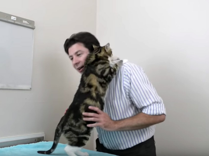 Как правильно носить кота (видео)