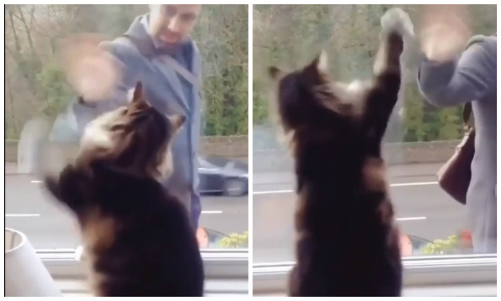 Кот встречает и провожает человека за окном, смешно махая ему лапами (видео)