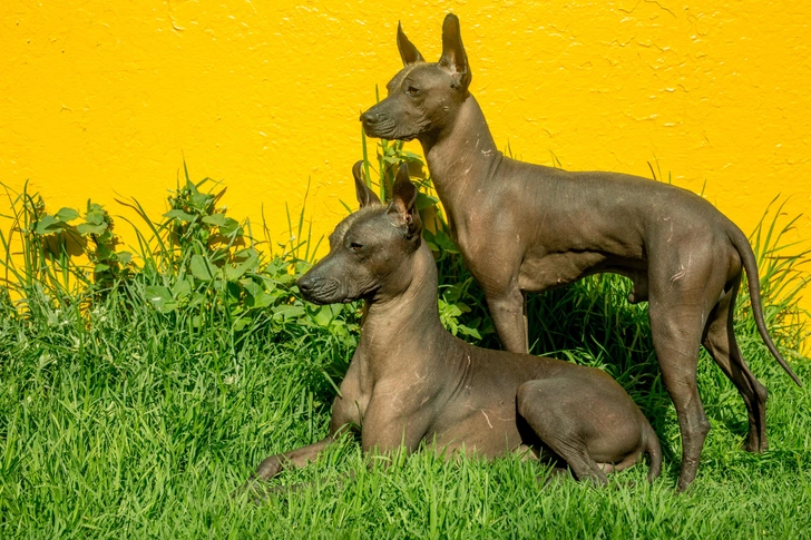 Ксолоитцкуинтли | Источник: Getty Images