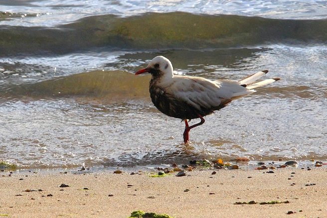 После разлива нефтепродуктов пострадали животные | Источник: Максим Беликов / ПТИЦЫ Мурманской области. Наблюдения. Фото. Виды. / vk.com