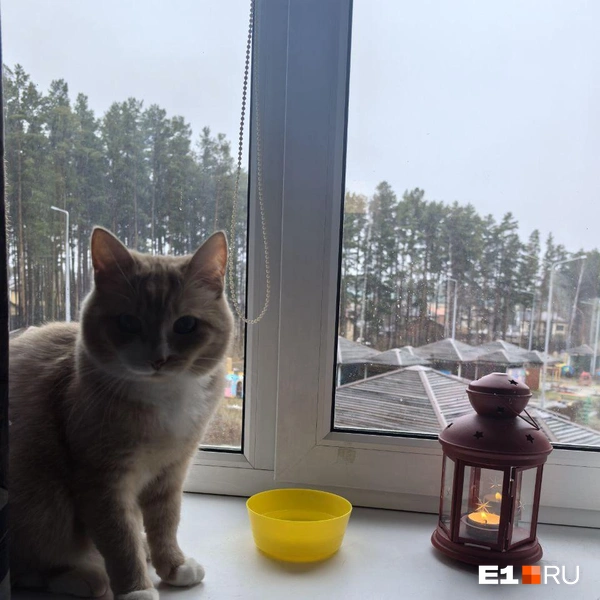 Источник: Читатель E1.RU
