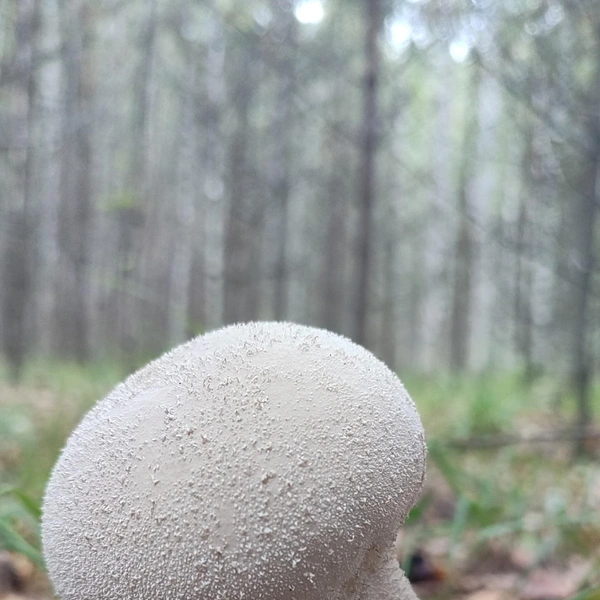 Источник: Дары лесов Урала. Грибы Екатеринбурга и области / Vk.com