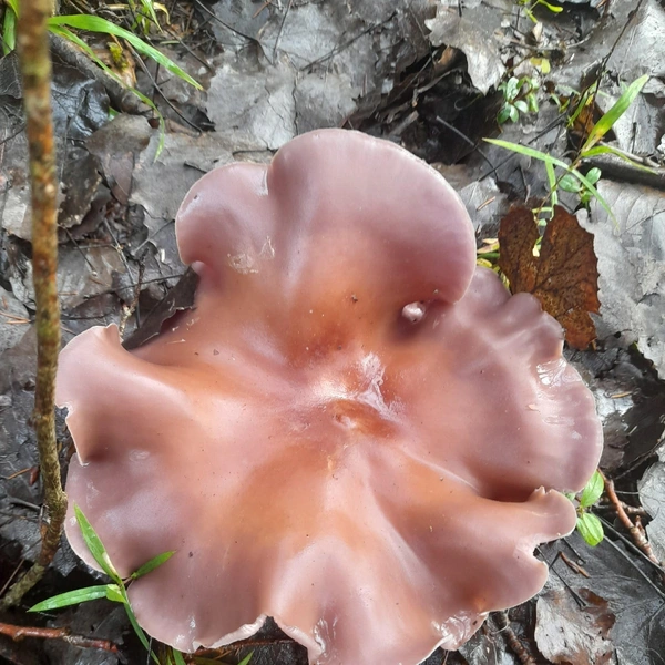 Такая красота попала в объектив Марины Лабзиной | Источник: «Грибы 2025» / Vk.com