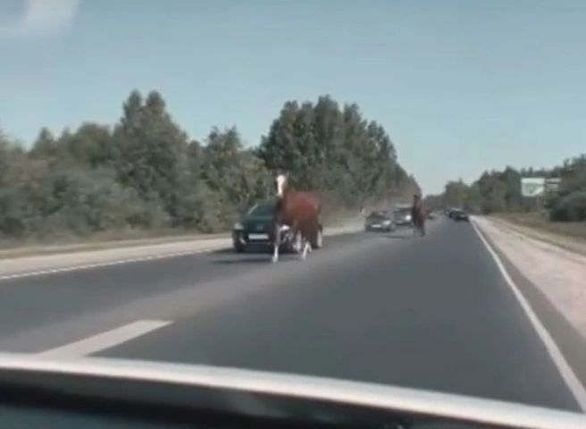 В районе Полян очевидцы засняли лошадей, выбежавших на дорогу | ya62.ru