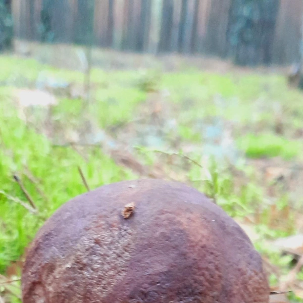 Источник: «Уральский ЯжеГрибник» / Vk.com