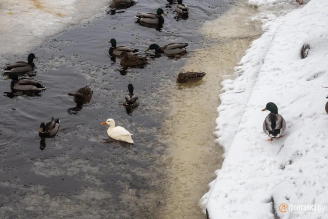 Морозостойкости птиц остается только позавидовать | Источник: Михаил Огнев / FONTANKA.RU