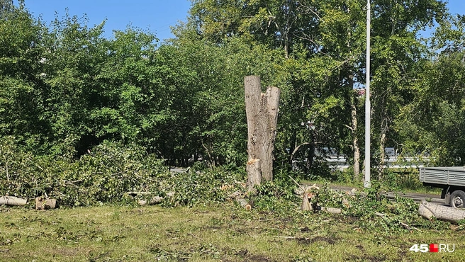 Работы начались с 22 июля | Источник: Дарья Никитченко /45.RU