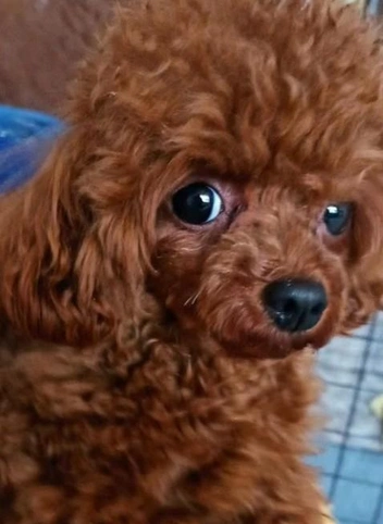 Источник: Avito.ru