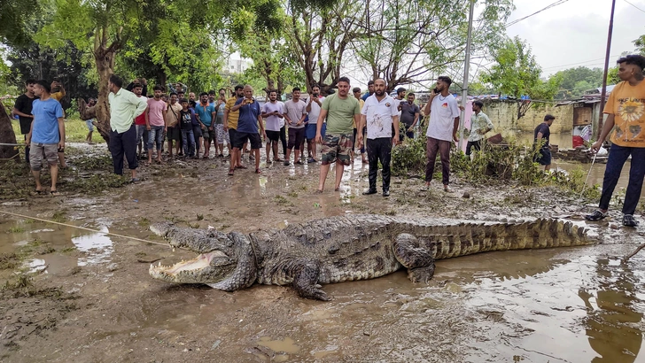 🐊«По улицам ходила большая крокодила»: рептилии терроризируют индийский город Вадодара