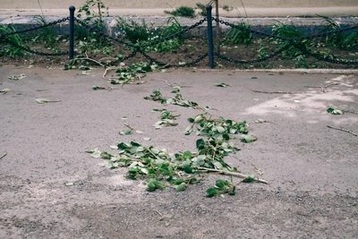В Воронеже из-за ветра упали 11 деревьев, пострадавших нет