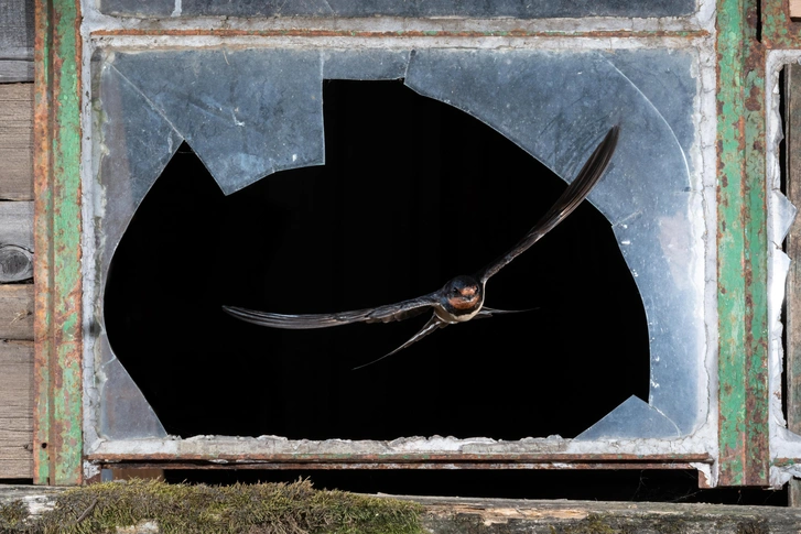 Источник: Michael Oddi/Shutterstock/Fotodom.ru