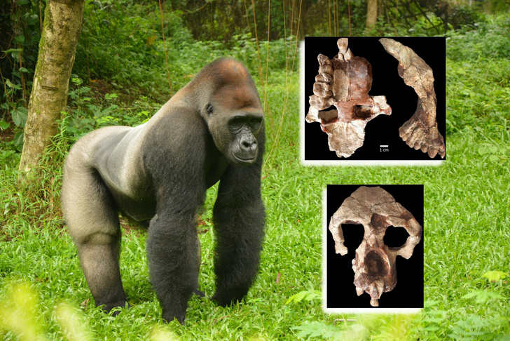 Наша колыбель — не Африка: что рассказали кости жившей 9 млн лет назад обезьяны