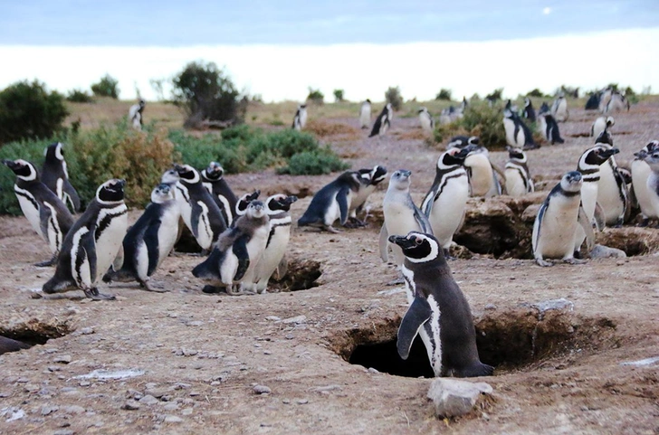 В период размножения колонии магеллановых пингвинов на побережье аргентинской провинции Чубут могут насчитывать до 640 000 пар | Источник: Ralph Vanstreels/University of California, Davis