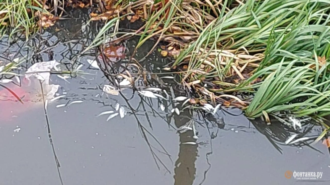 Мертвую рыбу снова заметили в Охте. Причина известна | Источник: читатель «Фонтанки» Андрей