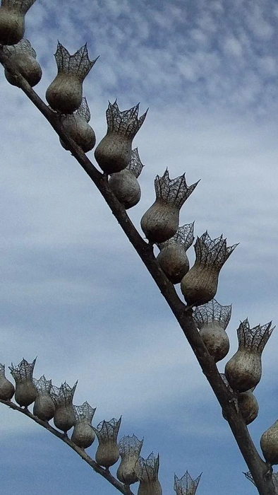 Плод белены называется «коробочка» | Источник: Виктор Степанов