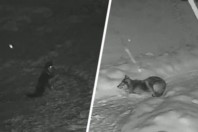 Wolf mauls guard dog, Yaroslavl village residents alarmed