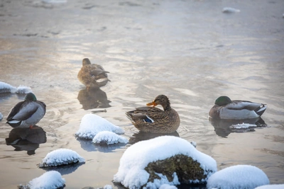 На Урал надвигаются морозы до -43 градусов