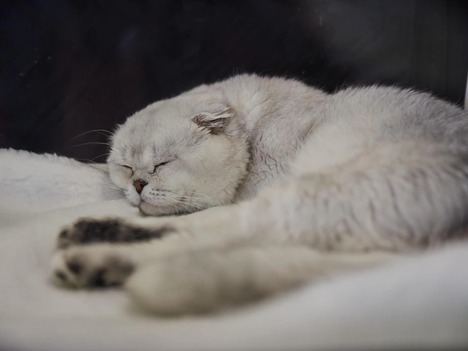 При первых подозрениях на беременность рекомендуется обратиться к ветеринарному специалисту. | Источник: Александр Ощепков / NGS.RU