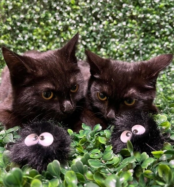 Источник: «Наследие Бастет» / «ВКонтакте»