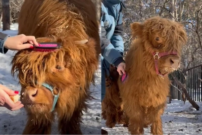 Видео с расчесыванием шотландских бычков