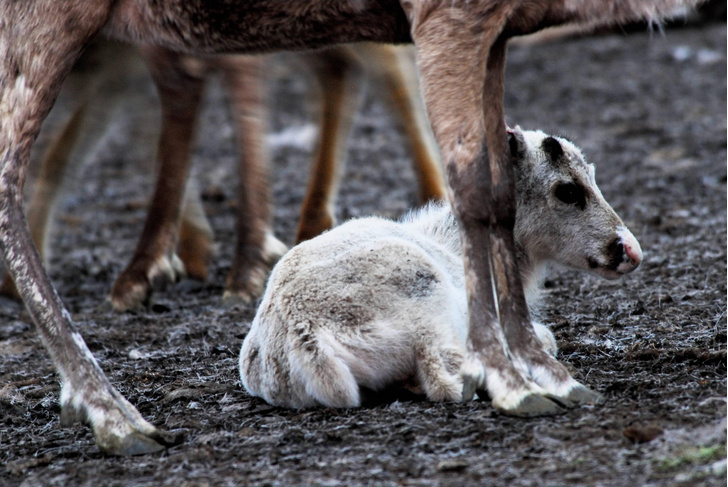 Великое кочевье: как северные олени приспособились к суровым условиям жизни