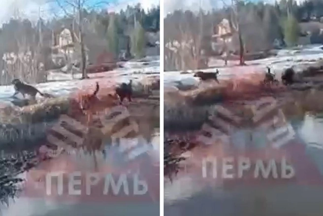 Девочки сняли видео, в кадре стая больших собак бегает по берегу и ждет их | Источник: Пермь ЧП и ДТП, новости / Telegram