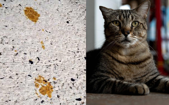 В Японии кошка упала в резервуар с хромом-6 и сбежала. Теперь к ней опасно приближаться