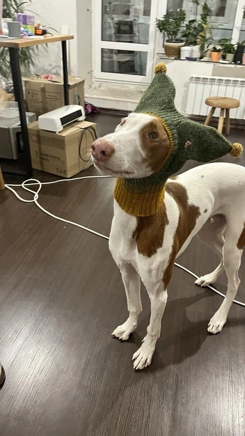 Головные уборы они не жалуют, но пару минут ради любимой хозяйки могут помодничать | Источник: личный архив Надежды Купченко