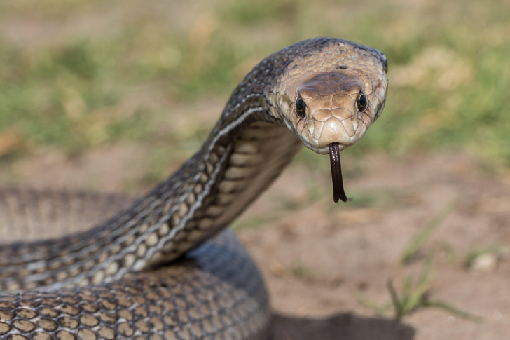 Это Австралия: среди одежды 3-летнего мальчика нашли самую опасную змею континента