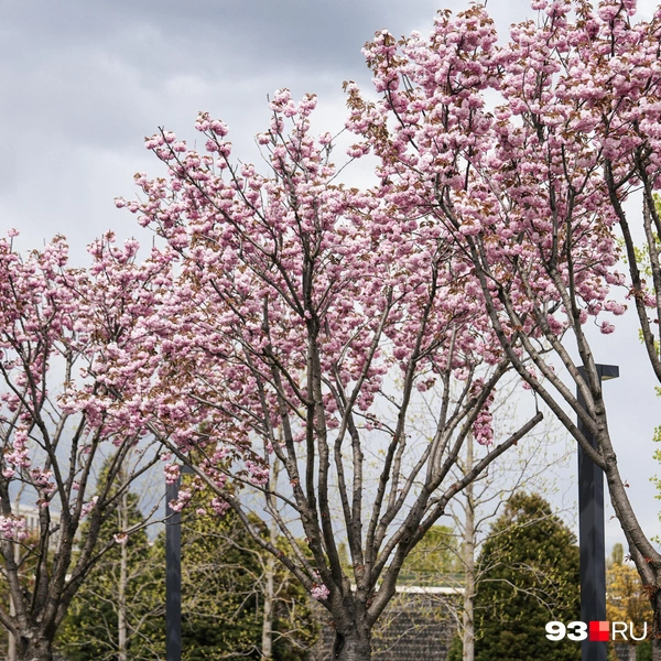 Вишня цветет на аллее у французского сада. Это недалеко от энергоцентра, где ранее были установлены планеты  | Источник: Дарья Паращенко / 93.RU