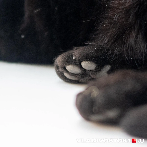 Источник: Елена Буйвол / VLADIVOSTOK1.RU