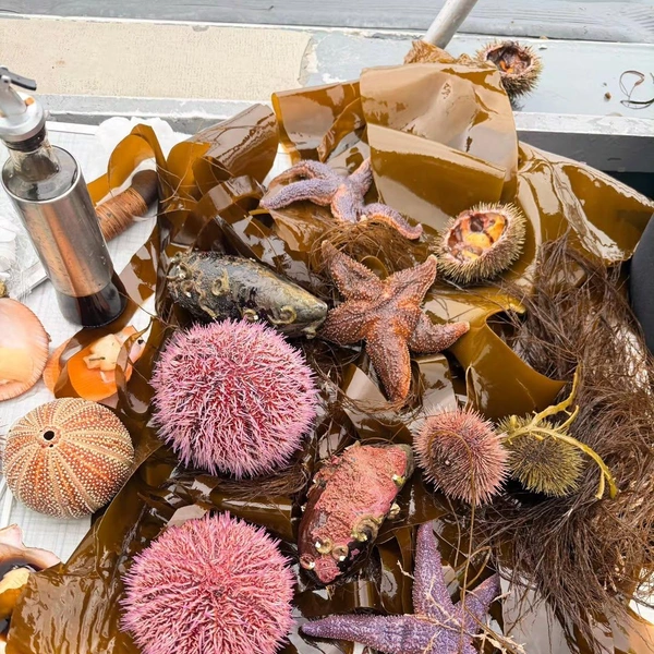 Ужин состоял из морских гадов | Источник:  tatiana_navka / instagram.com (соцсеть запрещена на территории РФ)