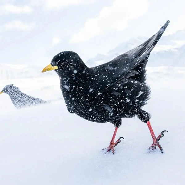 Третье место в номинации «Портрет» | Источник: Luca Lorenz / Bird Photographer of the Year 2025