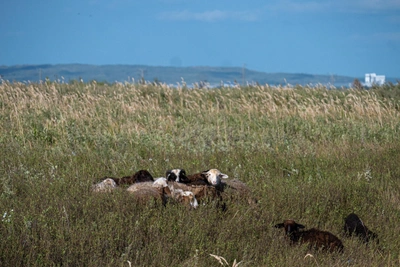 Kalmykia Police Comment on Slavery Allegation