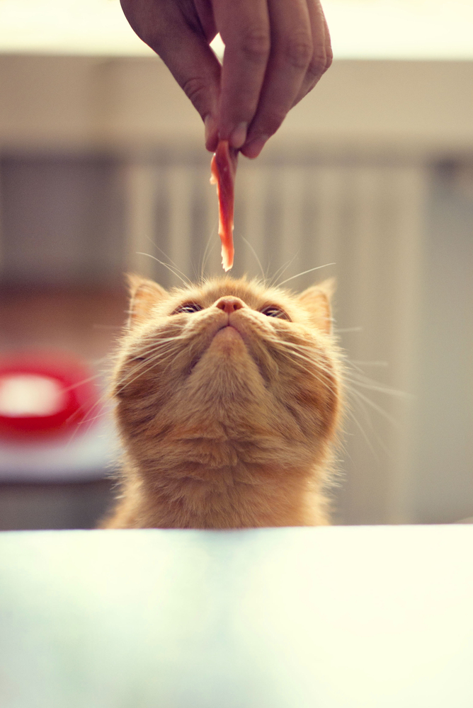 Биологи объяснили, почему кошки привередливы в еде