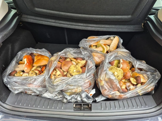 Грибы заняли почти весь багажник! | Источник: читатели Voronezh1.ru