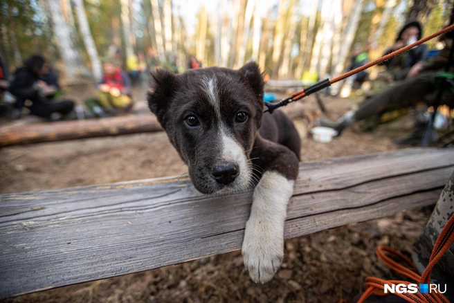 По мнению кинолога, невоспитанные собаки сейчас — распространённое явление | Источник: Александр Ощепков / NGS.RU