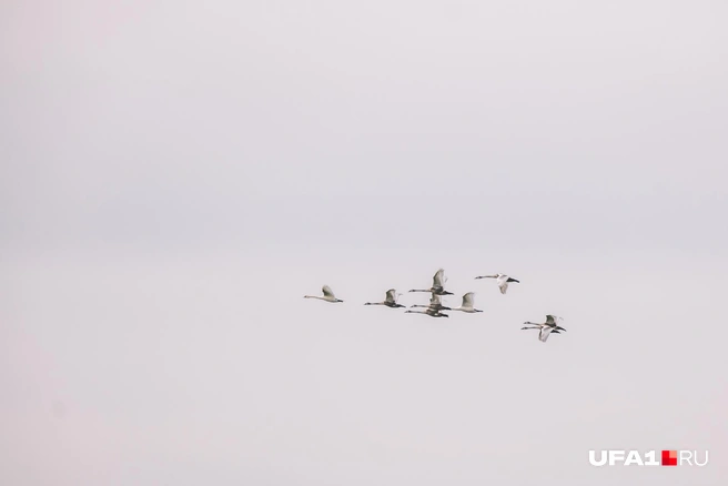 Лебеди летят в Татарстан | Источник: Булат Салихов / UFA1.RU