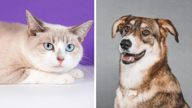 Котопес недели: станьте хозяином для ласковой кошки Бьюти или дружелюбного пса Бакселя