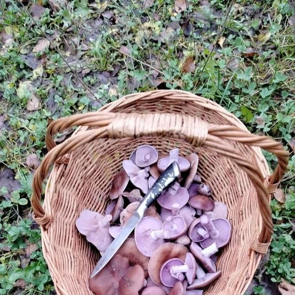 Источник: Лиана Рябчикова / Грибы в Подмосковье 2025 / VK.com