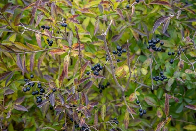 Experts Warn of Deadly Black Berries in Volgograd
