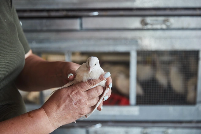 Соцконтракт взяли под перепелов, под страусов не получилось бы: результат должен быть понятен в течение года, а страусы начнут нестись только через два | Источник: Александр Ощепков / NGS.RU