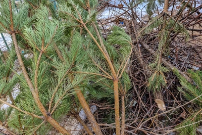Штрафы за неправильный выброс елок в Волгограде