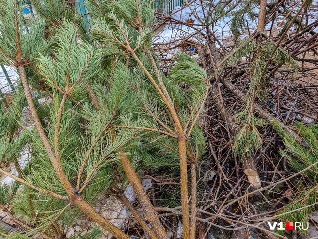 Выброшенная в неположенном месте ель ударит по вашему кошельку | Источник: Алексей Волхонский / V1.RU