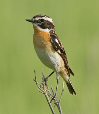 Луговой чекан (Saxicola rubetra) | Источник: Vitaly Ilyasov via Shutterstock/Fotodom.ru