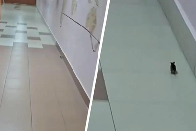 Mouse spotted running in corridor of Tyumen school